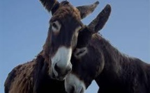 Ânes amoureux triomphent contre prude conseillère municipale