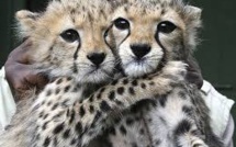 Moitié moins d'animaux sauvages sur Terre qu'il y a 40 ans