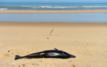 Dauphins échoués: le gouvernement accusé de ne pas en faire assez