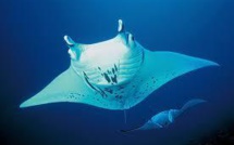 Indonésie: premières interpellations pour trafic de raies manta