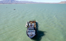 Mexique: nouvelle opération SOS marsouin du Pacifique, une espèce en danger