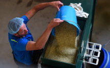En Nouvelle-Aquitaine, le chanvre alimentaire met les bouchées doubles