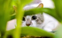Allemagne: polémique autour d'un projet d'interdiction de la "chasse au chat"