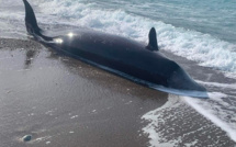 Sept baleines mortes découvertes sur la côte de Chypre