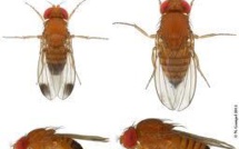 Une espèce invasive de moucherons inquiète chercheurs et agriculteurs