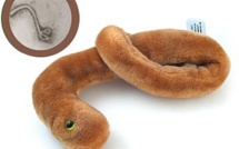 Une entreprise vendant des peluches Ebola, en rupture de stock aux Etats-Unis