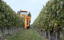 Les vendanges à la main ? Plus vraiment...