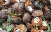 "La transition énergétique est possible en Polynésie"