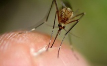 287 cas confirmés de chikungunya