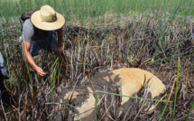 Ile de Pâques: une nouvelle statue découverte dans une lagune asséchée