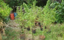 181 plants de cannabis découverts
