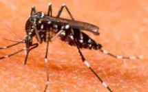 Premier cas importé de chikungunya en Nouvelle-Calédonie