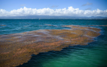 Guadeloupe: les sargasses envahissent les plages, l'Etat cherche des solutions
