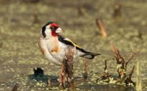 Un trafiquant d'oiseaux protégés sur internet confondu en Eure-et-Loir