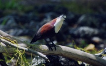 Appel aux dons pour sauver les oiseaux des Gambier