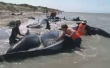 Echouage de baleines en Nouvelle-Zélande: mort de 36 cétacés, 21 sauvés
