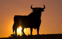 Autriche : un taureau évite la castration en blessant le vétérinaire