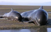Hécatombe de baleines-pilotes en Nouvelle-Zélande