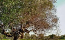 La menace de la bactérie Xylella Fastidiosa tueuse d'oliviers plane sur la Corse