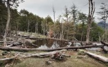 Les espèces invasives, un fléau pour la biodiversité mondiale