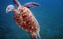 Les tortues du Pacifique de plus en plus malades