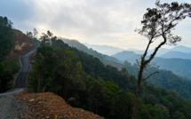 Les forêts de montagne disparaissent à un rythme qui s'accélère