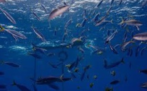 Thon tropical: les pêcheurs français font campagne pour des techniques de pêche plus durables