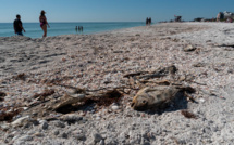 La marée rouge, un casse-tête récurrent pour la côte ouest de la Floride