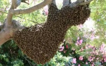 Hécatombe d'abeilles dans les Pyrénées: appel inédit aux dons d'essaims