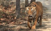 Chasse au tigre à proximité de Disneyland Paris