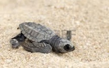 Honduras: 30.000 tortues marines gagnent la mer sous la protection d'écologistes