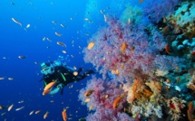 Protection des lagons : La Palme Ifrecor cherche des candidats en Polynésie