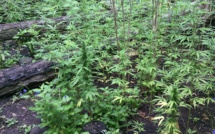 Du pakalolo détruit par les gendarmes à Hiva Oa et Ua Pou