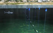 Un filet high-tech contre les requins sauvera-t-il les baigneurs du Cap ?