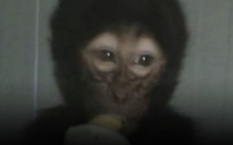 Pas de nouvelles du félin mais un singe retrouvé en région parisienne