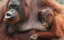 Les grands singes menacés par la culture de l'huile de palme en Asie et en Afrique