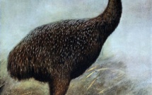 Les premiers Polynésiens ont exterminé les moa