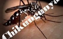 Chikungunya: près de 875.000 cas dans les Caraïbes et les Amériques