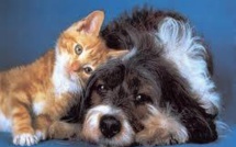 Suisse: une pétition pour que chiens et chats ne finissent plus à la casserole