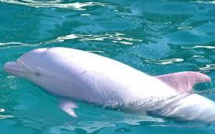 Un dauphin albinos capturé au Japon