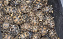Vietnam: saisie d'un millier de tortues de mer trafiquées
