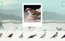 Une application pour contribuer à mieux connaître les oiseaux