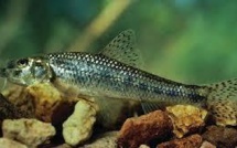 Les poissons d'eau douce également contaminés par les microplastiques