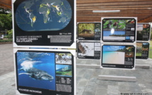 Les 34 merveilles du monde naturel en photos aux Jardins de Paofai