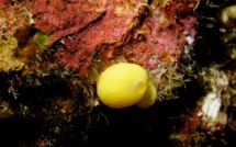 Des éponges pour lutter contre les bactéries