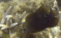 Une association veut déloger le poisson jardinier du PK18