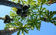 Chikungunya à la presqu’île : les feuilles de papayers, un remède miracle ?