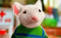 Comment "Stuart Little" a permis de retrouver un tableau hongrois disparu