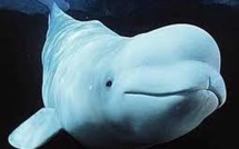 Canada: les bélugas du Saint-Laurent "en voie de disparition"