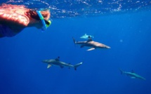 Des requins et des hommes en Polynésie : quelles interactions ?